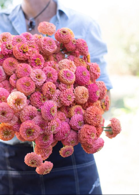 Zinnia ‘Oklahoma Salmon’ - Clementine Home Floral Gift