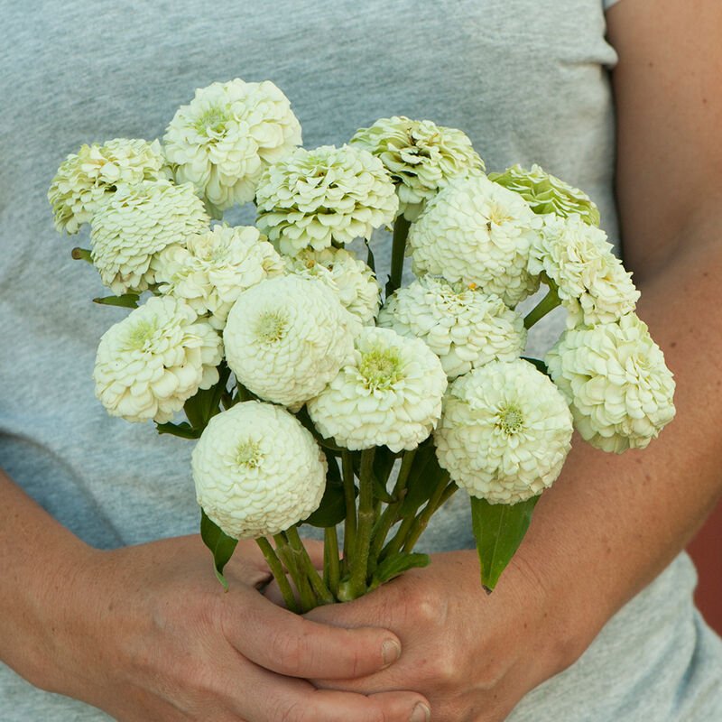 Zinnia - Oklahoma White - Clementine Home Floral Gift