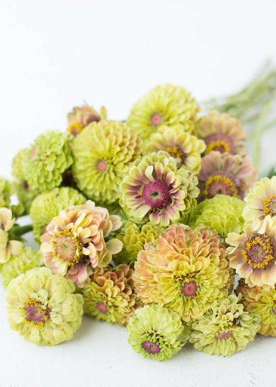 Zinnia ‘Queen Lime Blush’ - Clementine Home Floral Gift