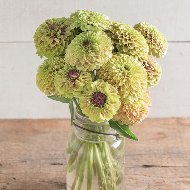 Zinnia - Queen Lime Blush - Clementine Home Floral Gift