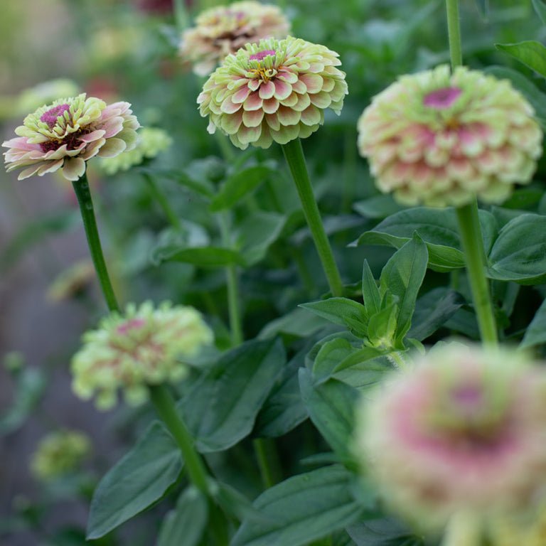Zinnia ‘Queen Lime Blush’ - Clementine Home Floral Gift
