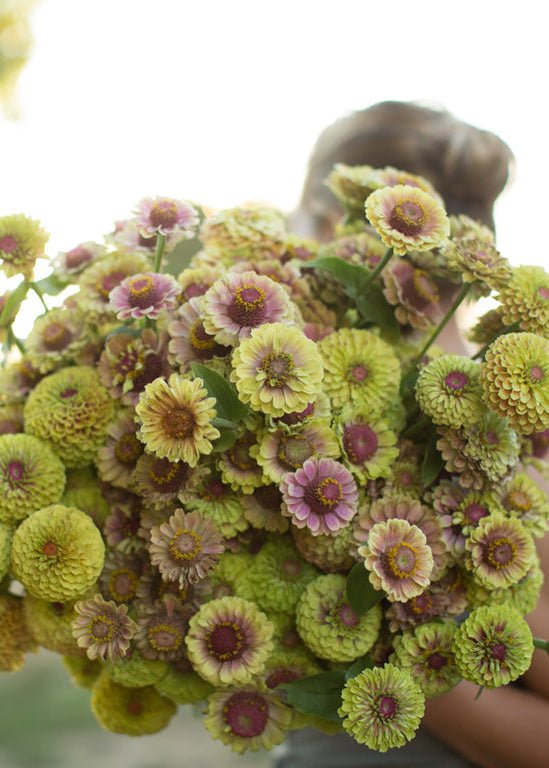 Zinnia ‘Queen Lime Blush’ - Clementine Home Floral Gift