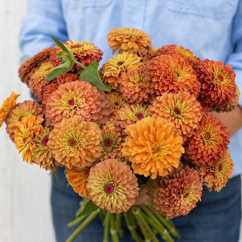 Zinnia - Queen Lime Orange - Clementine Home Floral Gift