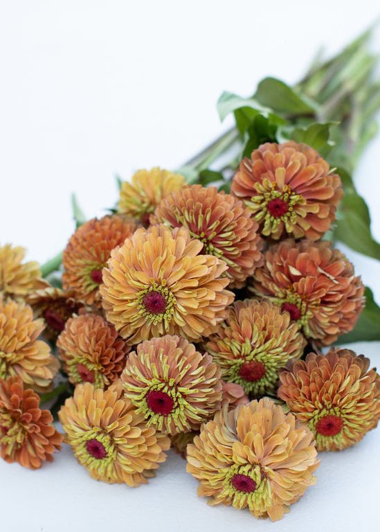 Zinnia ‘Queen Lime Orange’ - Clementine Home Floral Gift