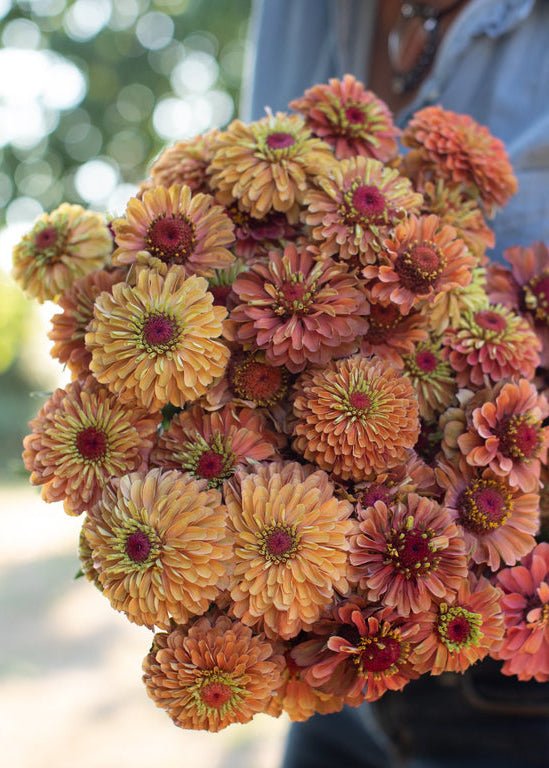 Zinnia ‘Queen Lime Orange’ - Clementine Home Floral Gift