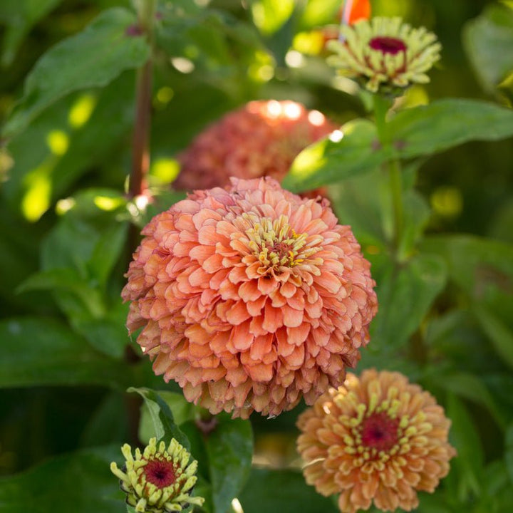 Zinnia ‘Queen Lime Orange’ - Clementine Home Floral Gift