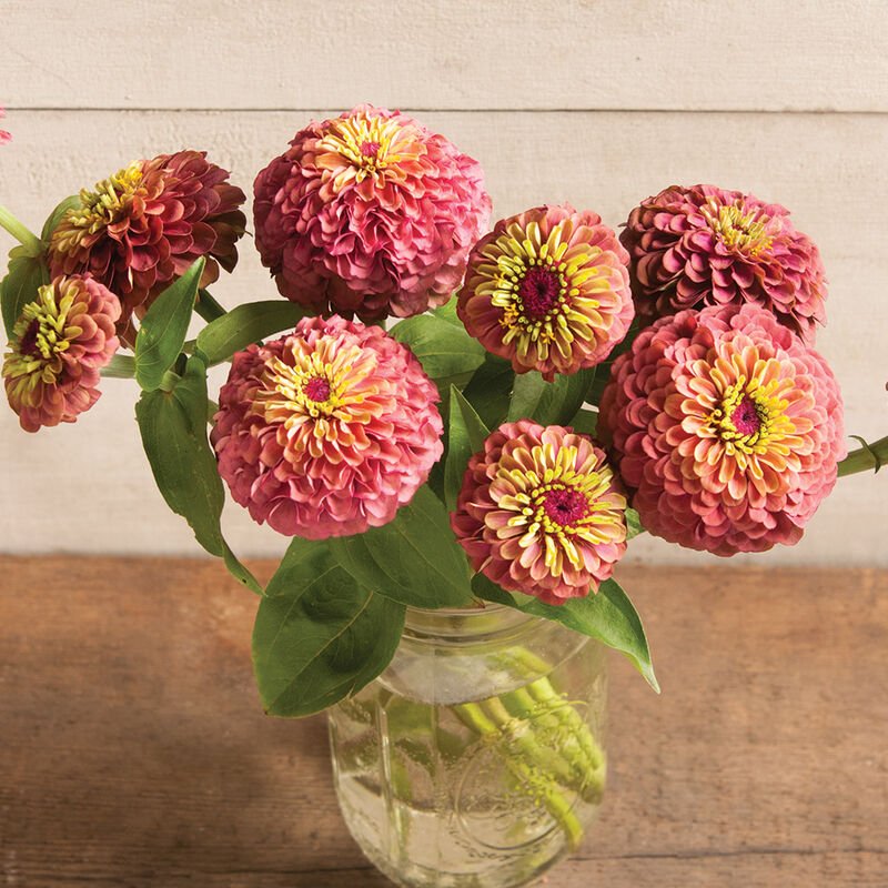 Zinnia - Queen Red Lime - Clementine Home Floral Gift
