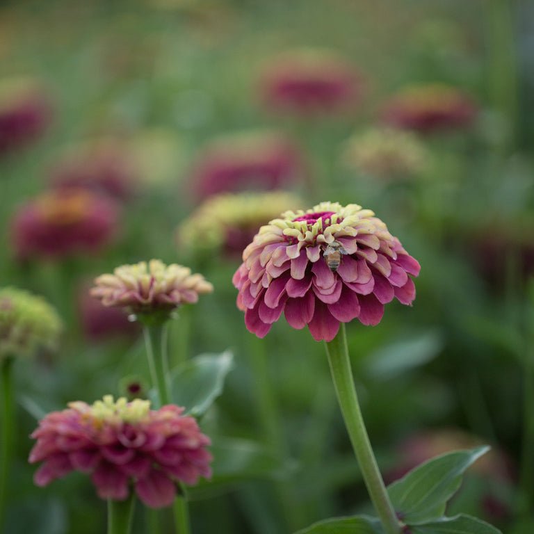 Zinnia ‘Queen Red Lime’ - Clementine Home Floral Gift