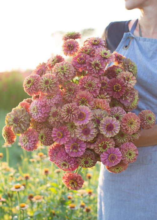 Zinnia ‘Queen Red Lime’ - Clementine Home Floral Gift