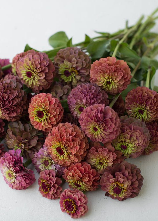 Zinnia ‘Queen Red Lime’ - Clementine Home Floral Gift