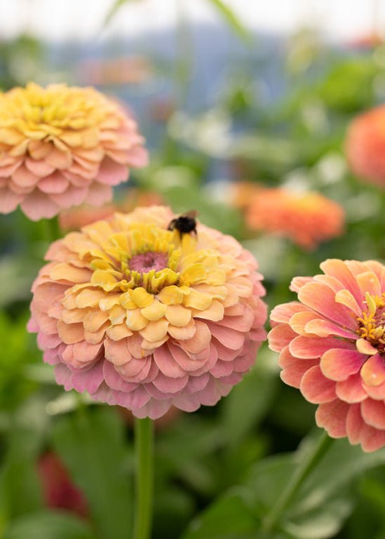 Zinnia ‘Unicorn Mix’ - Clementine Home Floral Gift