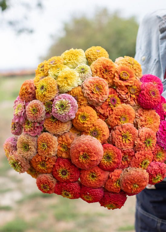 Zinnia ‘Unicorn Mix’ - Clementine Home Floral Gift