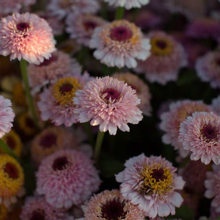 Zinnia ‘Zinderella Lilac’ - Clementine Home Floral Gift