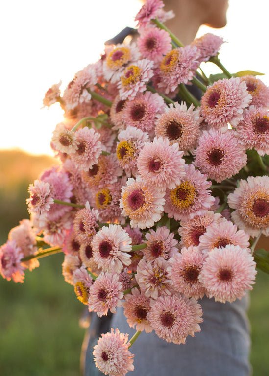 Zinnia ‘Zinderella Lilac’ - Clementine Home Floral Gift