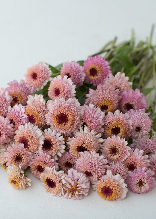 Zinnia ‘Zinderella Lilac’ - Clementine Home Floral Gift