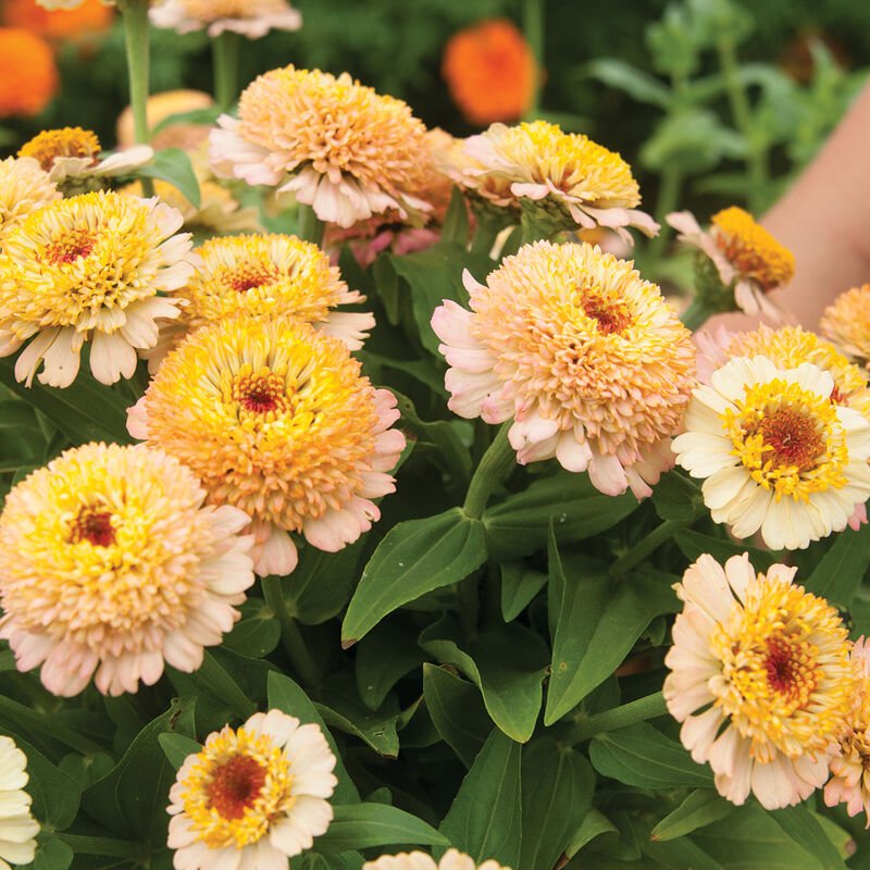 Zinnia - Zinderella Peach - Clementine Home Floral Gift