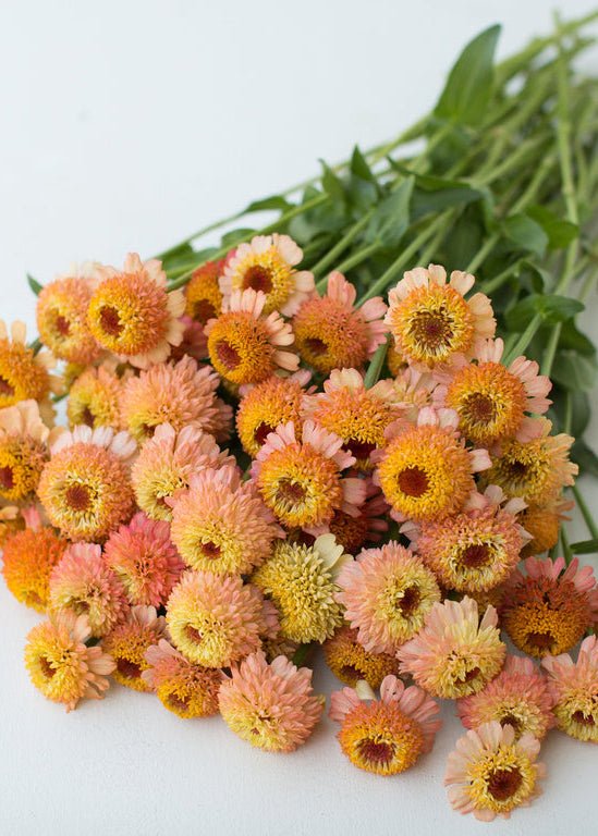 Zinnia ‘Zinderella Peach’ - Clementine Home Floral Gift