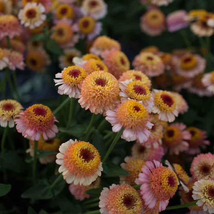 Zinnia ‘Zinderella Peach’ - Clementine Home Floral Gift